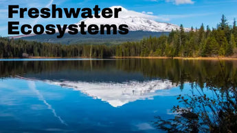 Is Freshwater Safe To Drink Without Purification?